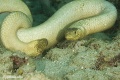 Must be love. Mating Sea Snakes.