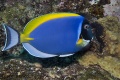 6556_Acanthurus_leucosternon_Powder_Blue_surgeonfish.jpg