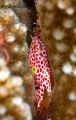 6626_trapezia_rufopunctata_Red_spotted_Coral_Crab.jpg