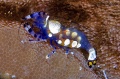 6869_periclimenes_brevicarpalis_Clown_Shrimp.jpg