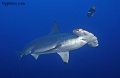 Hammerhead Shark - Hammerhead Shark