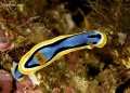 chromodoris_annae_1994.jpg