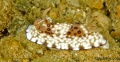 chromodoris_hintuanensis_2194.jpg