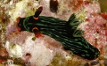 nembrotha__kubaryana_2554.jpg