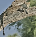 Leopards of Samburu National Park contains: 20 photos