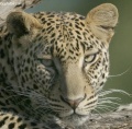 Leopards of Samburu National Park contains: 20 photos