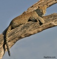 Leopards of Samburu National Park contains: 20 photos