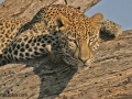 Leopards of Samburu National Park contains: 20 photos