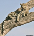 Leopards of Samburu National Park contains: 20 photos