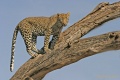 Leopards of Samburu National Park contains: 20 photos