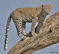 Leopards of Samburu National Park contains: 20 photos