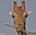 Samburu National Park contains: 57 photos