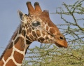 Samburu National Park contains: 57 photos