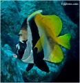 Reef Fish contains: 9 photos