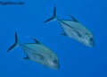 Silverfish, pelagics,  big game fish contains: 4 photos