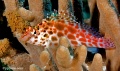 Groupers, hawkfish, sweetlips, soapfish contains: 10 photos