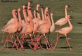 Lake Nakuru Flamingos contains: 17 photos