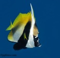 Angelfish,  Butterflyfish, Bannerfish contains: 22 photos