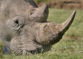 Lake Nakuru, with its White Rhinos contains: 10 photos