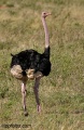 Masai Mara -- what more to really say contains: 69 photos
