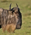 Masai Mara -- what more to really say contains: 69 photos