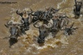 Wildebeest Crossing the Mara River contains: 37 photos