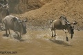 Wildebeest Crossing the Mara River contains: 37 photos