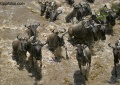 Wildebeest Crossing the Mara River contains: 37 photos