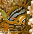 Ningaloo Reef Oct 06 contains: 73 photos