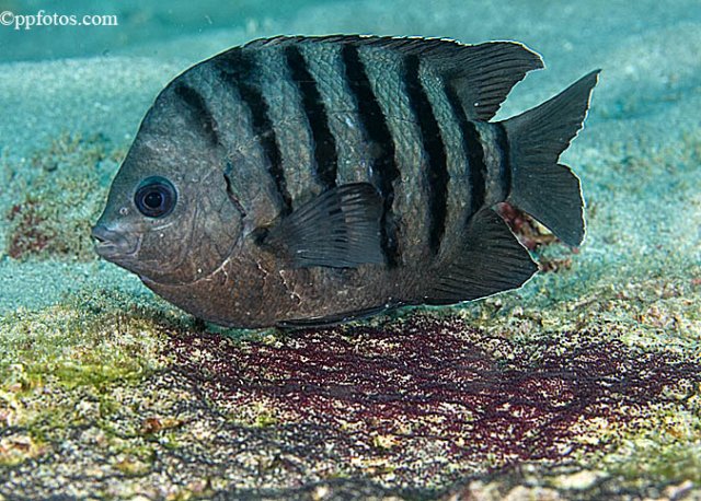 It derives its name (sergeant major) from the five black bars that resemble the insignia of sergeant major in the military. 
The Sergeant Major can grow up to 8 inches. 
Sergeant Majors are a plankton-eating damselfish. Interestingly the males guard the nest of eggs from other fish until they hatch. title=