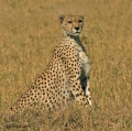 Masai Mara -- what more to really say contains: 69 photos