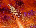 Seahorses, Shrimps, Frogfish, Trumpetfish, Pipefishes contains: 27 photos