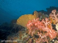 reefs, corals, fans, contains: 7 photos