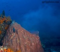 reefs, corals, fans, contains: 7 photos
