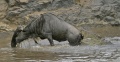 Wildebeest Crossing the Mara River contains: 37 photos