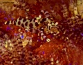Seahorses, Shrimps, Frogfish, Trumpetfish, Pipefishes contains: 27 photos