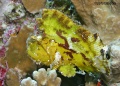 Wrasses, parrotfish, scorpionfish, lionfish contains: 18 photos