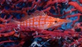 Groupers, hawkfish, sweetlips, soapfish contains: 10 photos