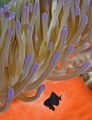 Anemonefish, clownfish, anemones, contains: 28 photos