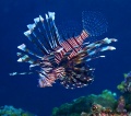 Wrasses, parrotfish, scorpionfish, lionfish contains: 18 photos