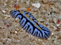 Nudibranchs and Flatworms contains: 94 photos