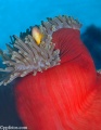 Anemonefish, clownfish, anemones, contains: 28 photos