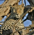 Leopards of Samburu National Park contains: 20 photos