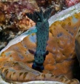 Nudibranchs and Flatworms contains: 94 photos