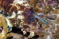 Wrasses, parrotfish, scorpionfish, lionfish contains: 18 photos