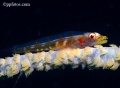 Gobbies, Blennies, Jawfish, Basslets, contains: 21 photos