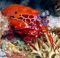 Cephalopods, Crustaceans, Jellyfish, worms contains: 51 photos