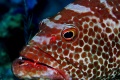 Groupers, hawkfish, sweetlips, soapfish contains: 10 photos