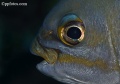 Silverfish, pelagics,  big game fish contains: 4 photos
