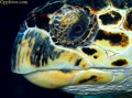 Sharks, Rays, Eels, Seasnakes, Turtles contains: 39 photos